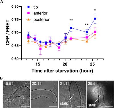 Visualization of c-di-GMP in multicellular Dictyostelium stages